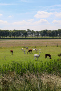 alpaca boerderij uitzicht polder