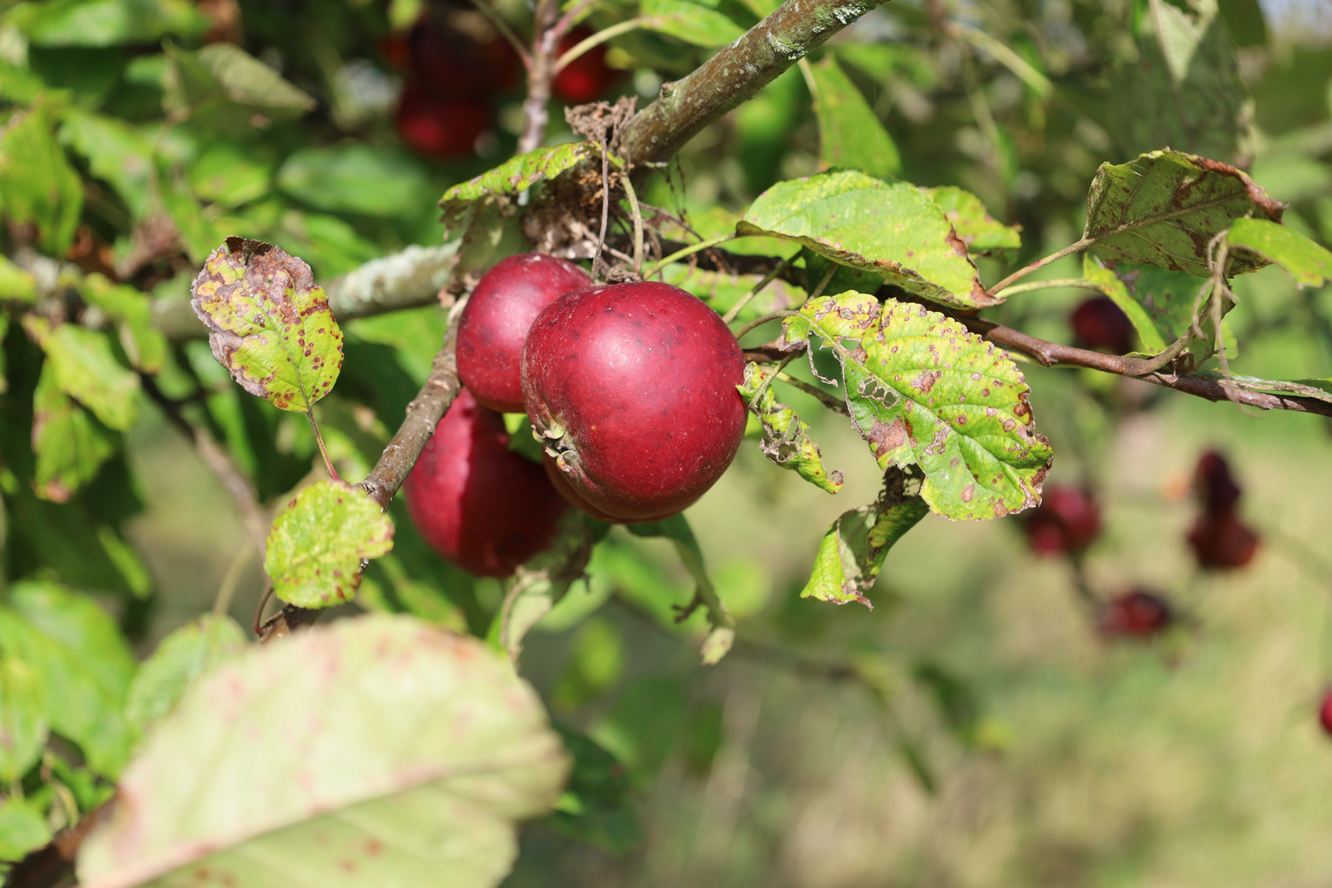 Appelrassen hoogstamboomgaard